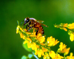 Why all honeys, and not just manuka honey, have health benefits