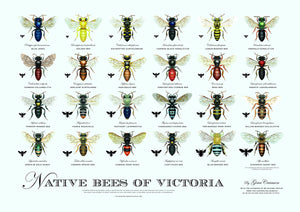Australian native bee information and resources