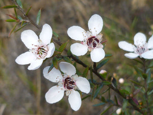 Rowse honey (UK) joins fight against NZ manuka honey trademark