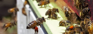 Australasian Honey Bee Research Conference scheduled for Perth, Western Australia in April 2021