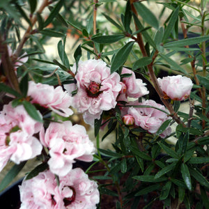 Manuka honey flowers